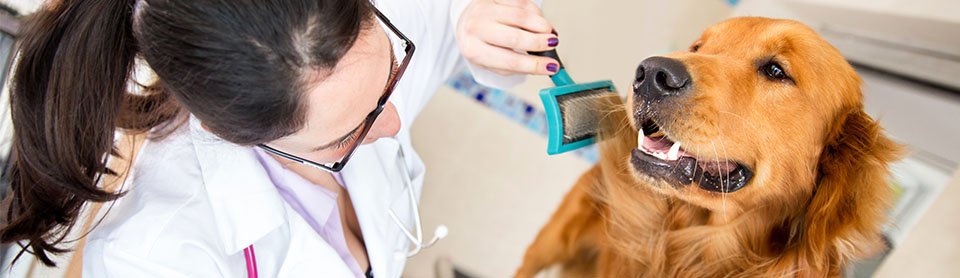 vet-grooming-a-beautiful-dog-at-the-spa-134555771.jpg